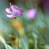 20161015 1416 Quickie Neighborhood Walk ©JamesECockroft 0760