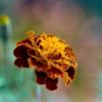 20161015 1416 Quickie Neighborhood Walk ©JamesECockroft 0761