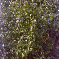 20161015 1421 Quickie Neighborhood Walk ©JamesECockroft 0770