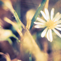 20161029 1703 Weekly Roll 3 Macro ©JamesECockroft 0921