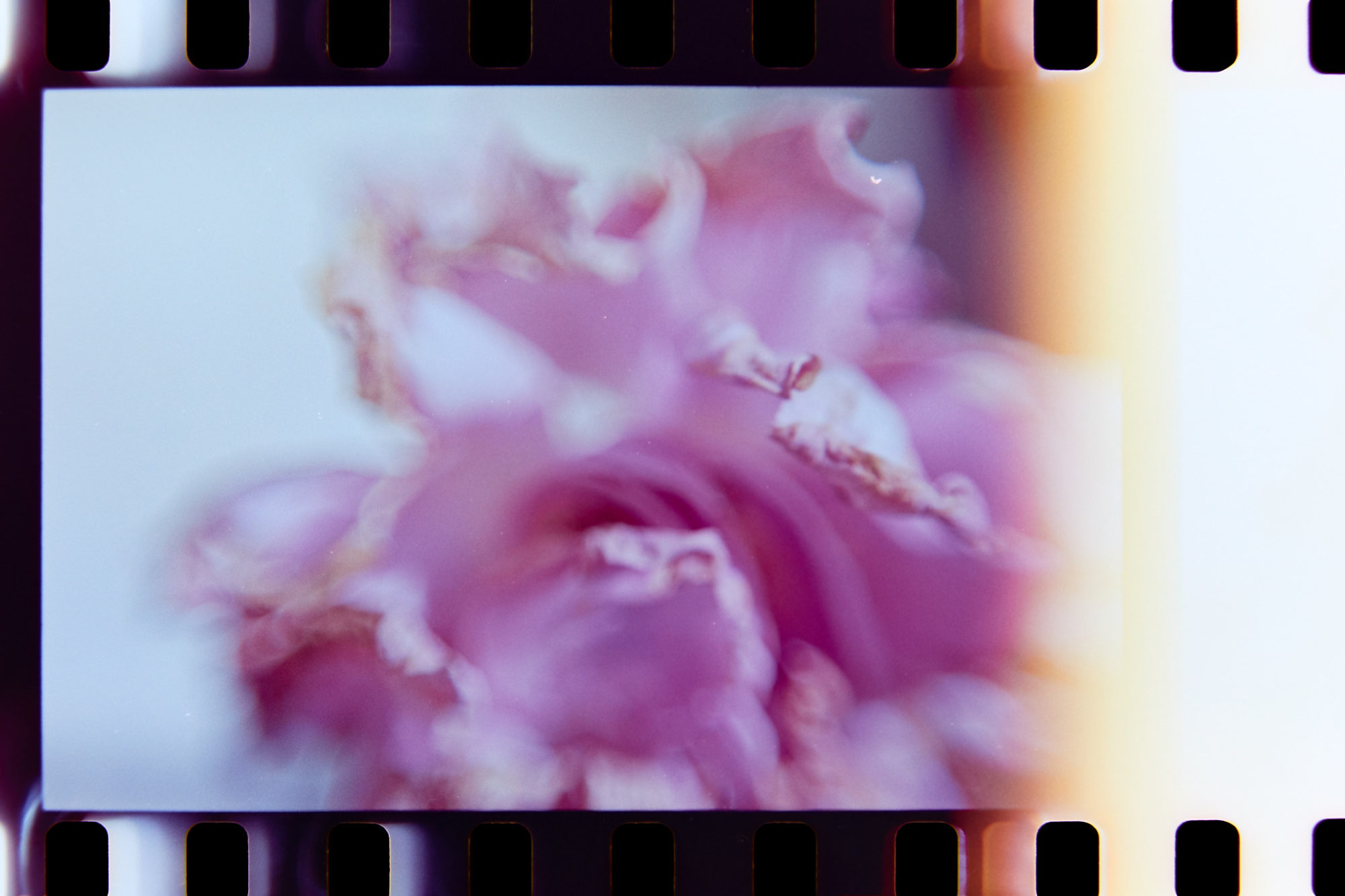 lomo color 100