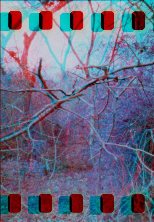 purple-woods-anaglyph