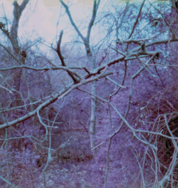 walk-in-the-purple-woods