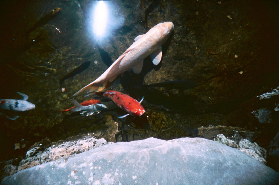 20210502-070021-what-was-i-thinking-vivitar-uws-©jameseccockroft-2021-2709