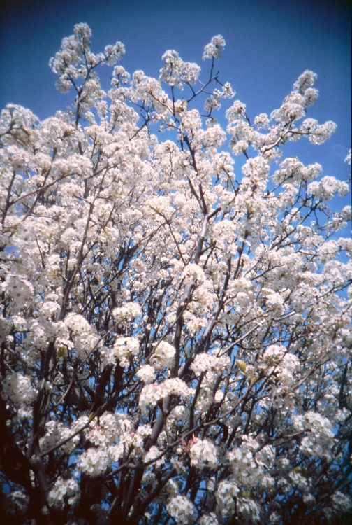 20210502-070436-what-was-i-thinking-vivitar-uws-©jameseccockroft-2021-2735