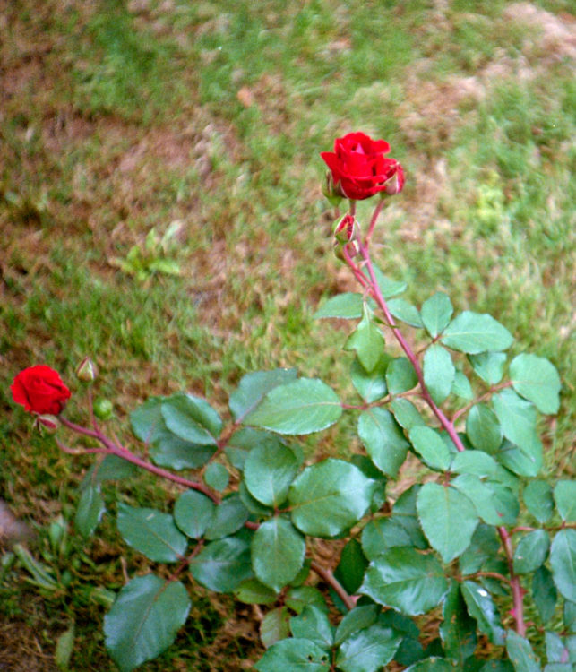 another-new-lc-a-119-roses-cropped