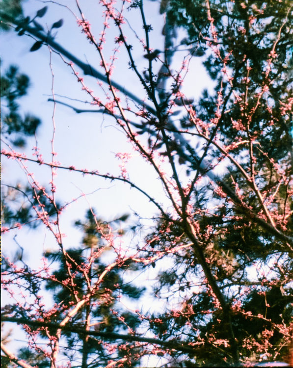 ar-spring-2021-pinhole-4x5166-1