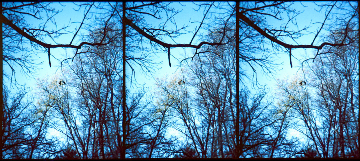 crossed-branches