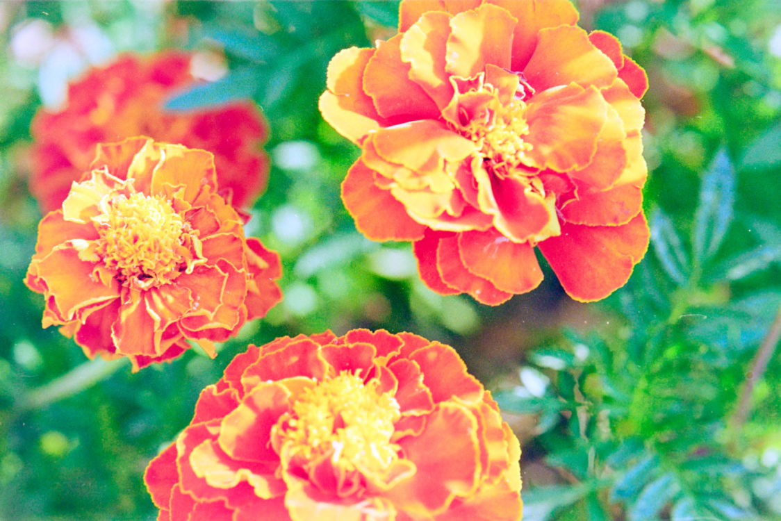 (Not) Channeling Ninagawa - Marigolds 2