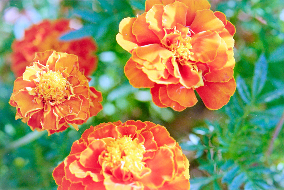 (Not) Channeling Ninagawa - Marigolds