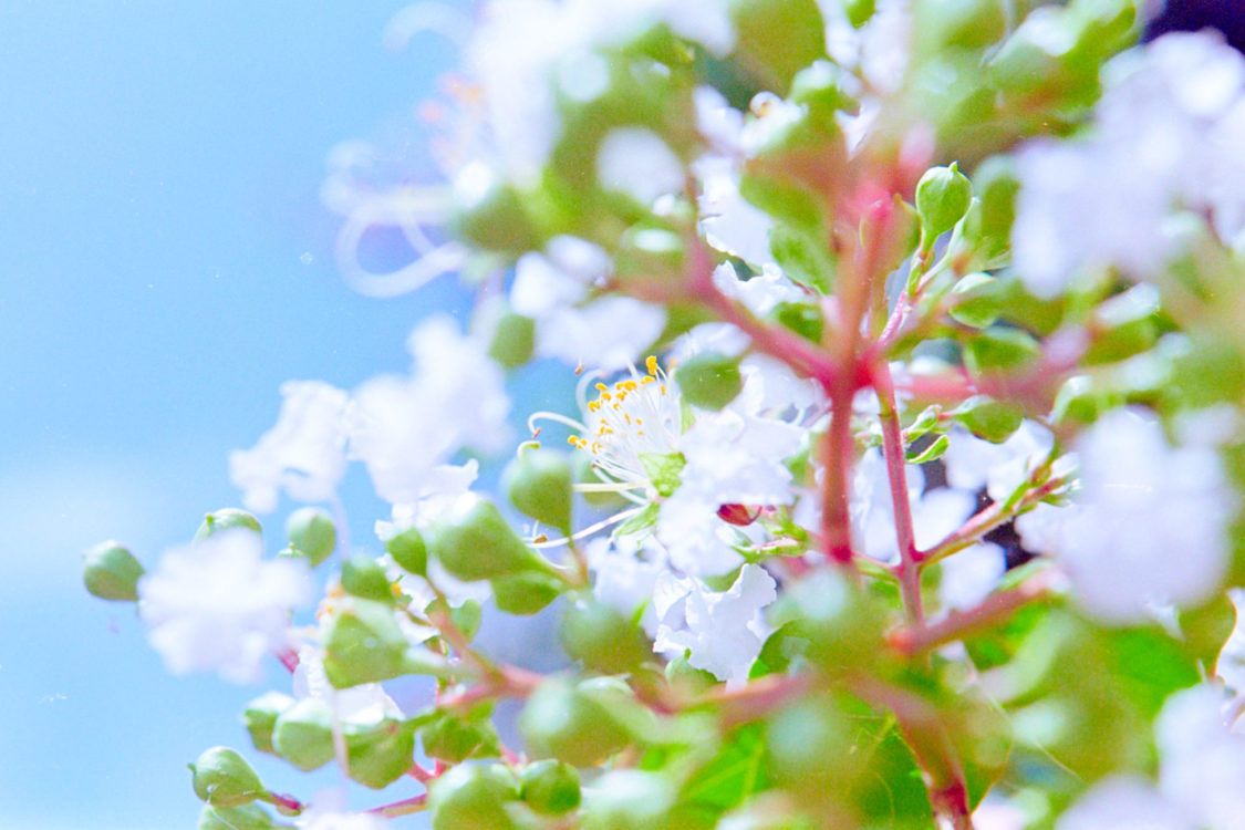 (Not) Channeling Ninagawa - Crepe Myrtle