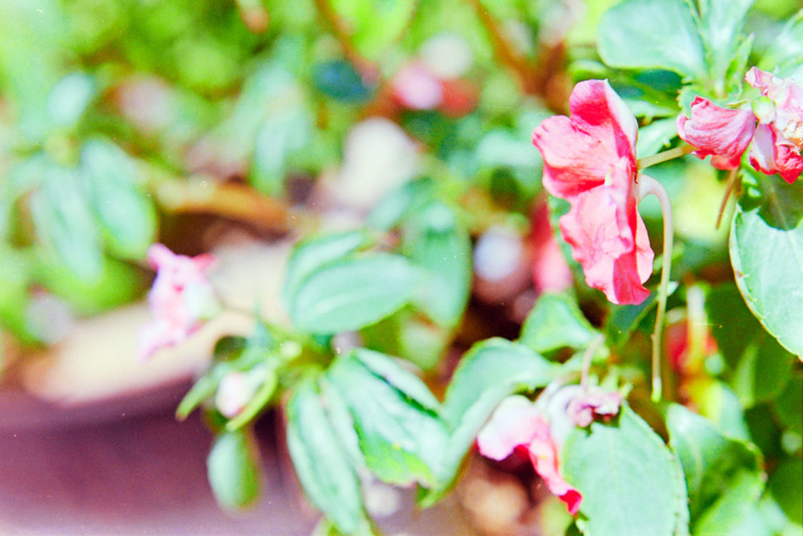 20210705-133914-Channeling-Ninagawa-1©JamesECockoft-374