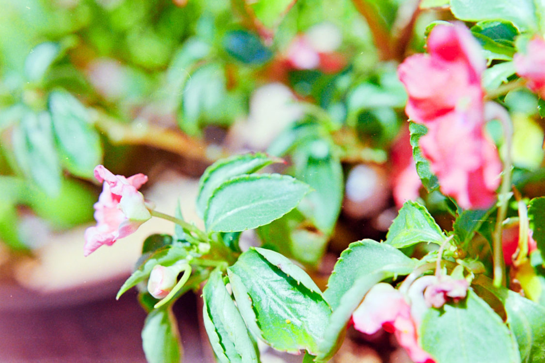 20210705-133923-Channeling-Ninagawa-1©JamesECockoft-375