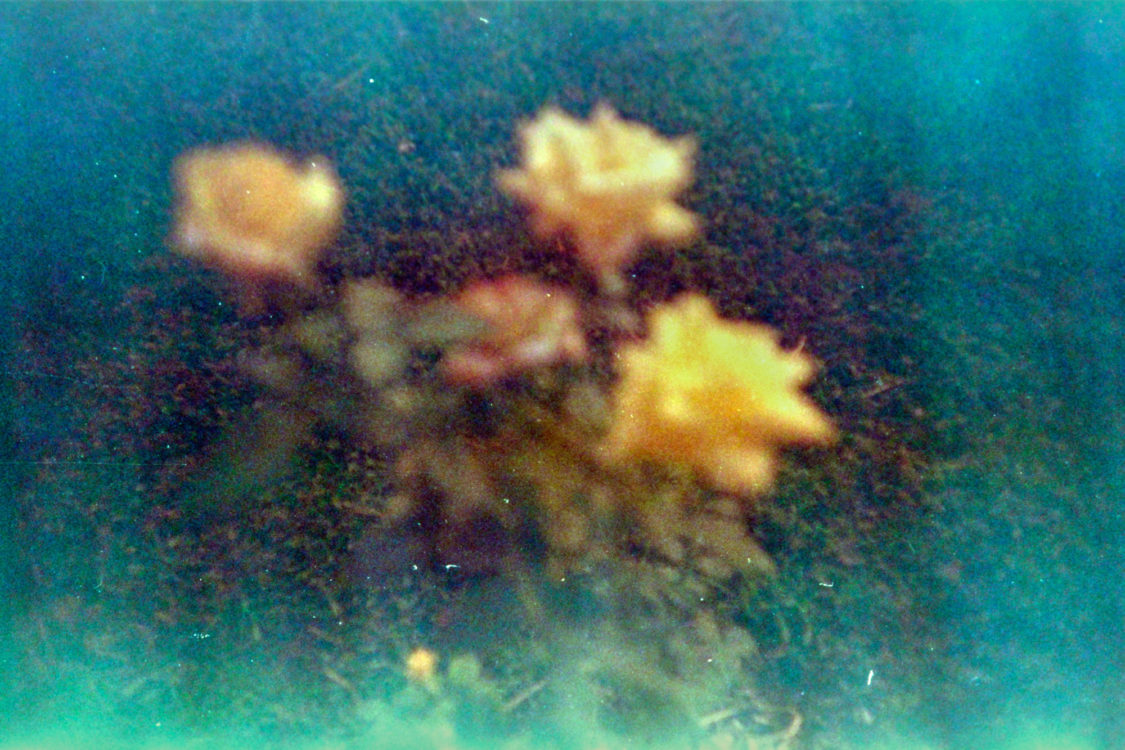 testing-Nikon-Negative-Digitizer-7