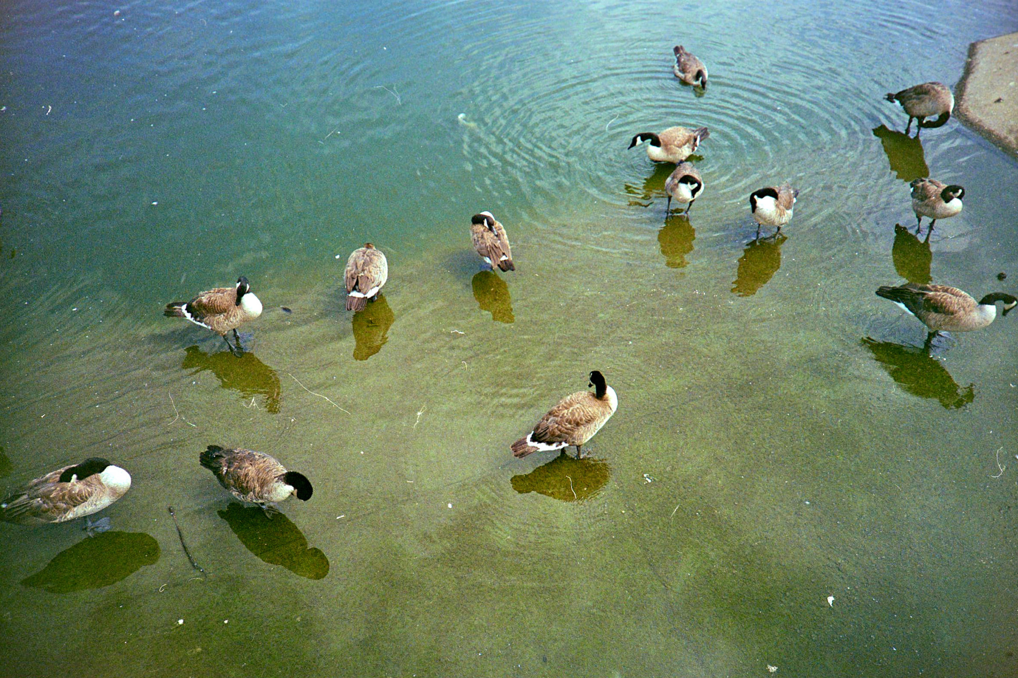 3-ducks