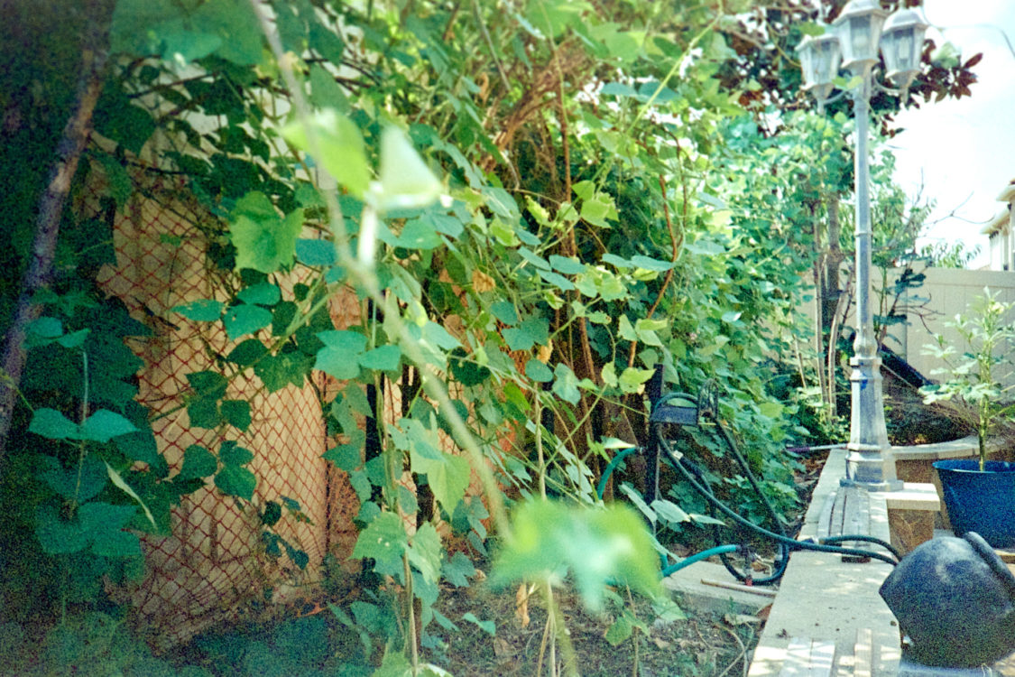 Eid-al-Adha-Expired-Lomo-800-Ferrania-17