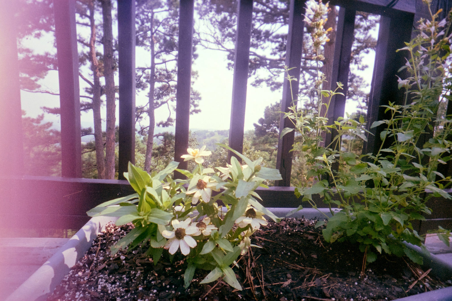 Cover-flowerpot-WaiWai