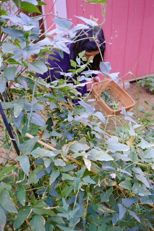 Scenes-from-the-Garden-1