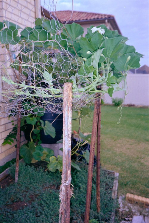 Scenes-from-the-Garden-2