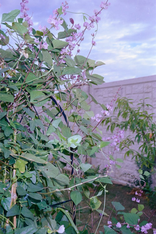 Scenes-from-the-Garden-3