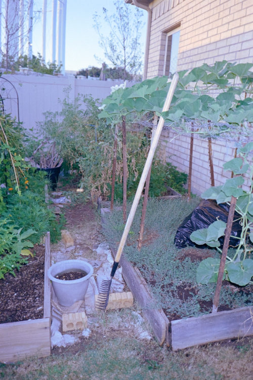 Scenes-from-the-Garden-4