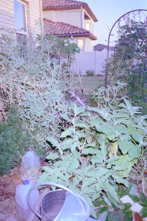 Scenes-from-the-Garden-5