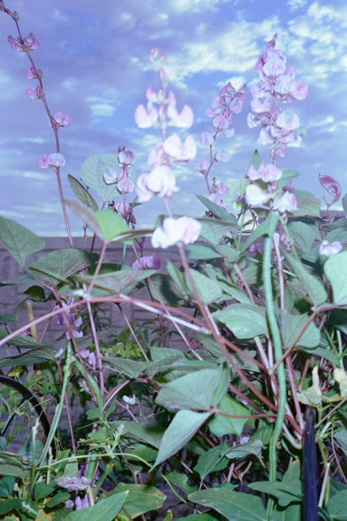 Scenes-from-the-Garden