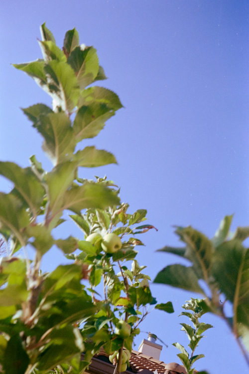 Scenes-from-the-Garden-6