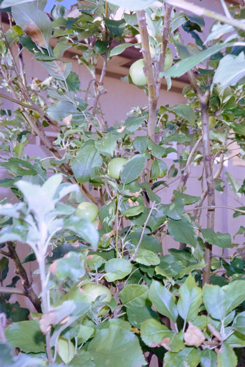 Scenes-from-the-Garden-7