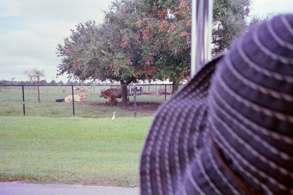 Hana and the NASA cows