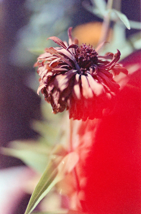 20211031-164030-Anniversary-Trip-1-long-after©JamesECockoft-1301