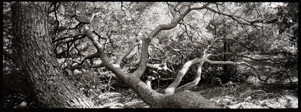 20211130-141613-Derev-Pan-400-Vista©JamesECockoft-1416-1