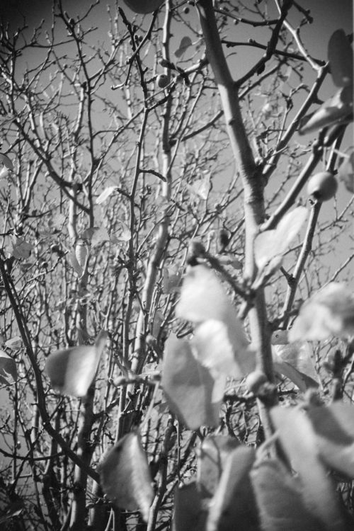 20220117-095313-LC-A-shutter-isnt-sticky-after-all©JamesECockoft-1553