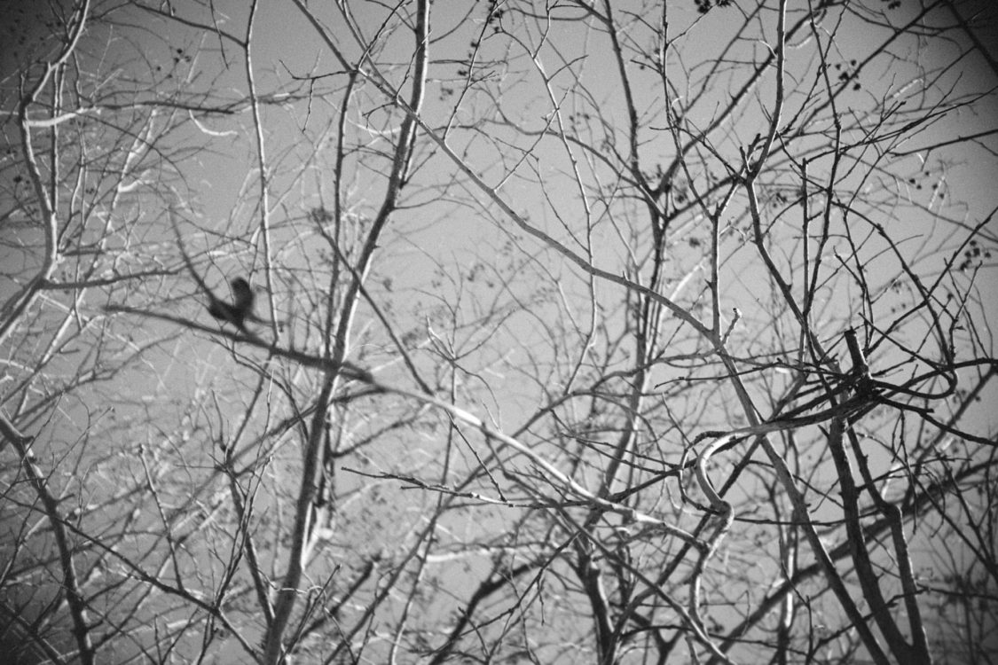 20220117-095319-LC-A-shutter-isnt-sticky-after-all©JamesECockoft-1554