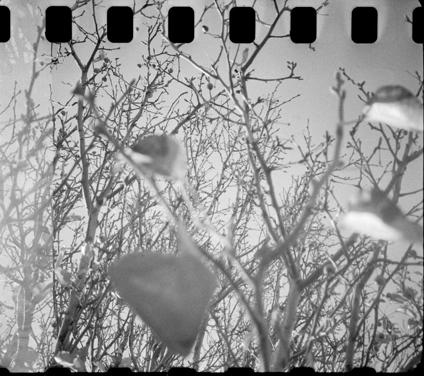 20220117-100738-random-126-test©JamesECockoft-1593