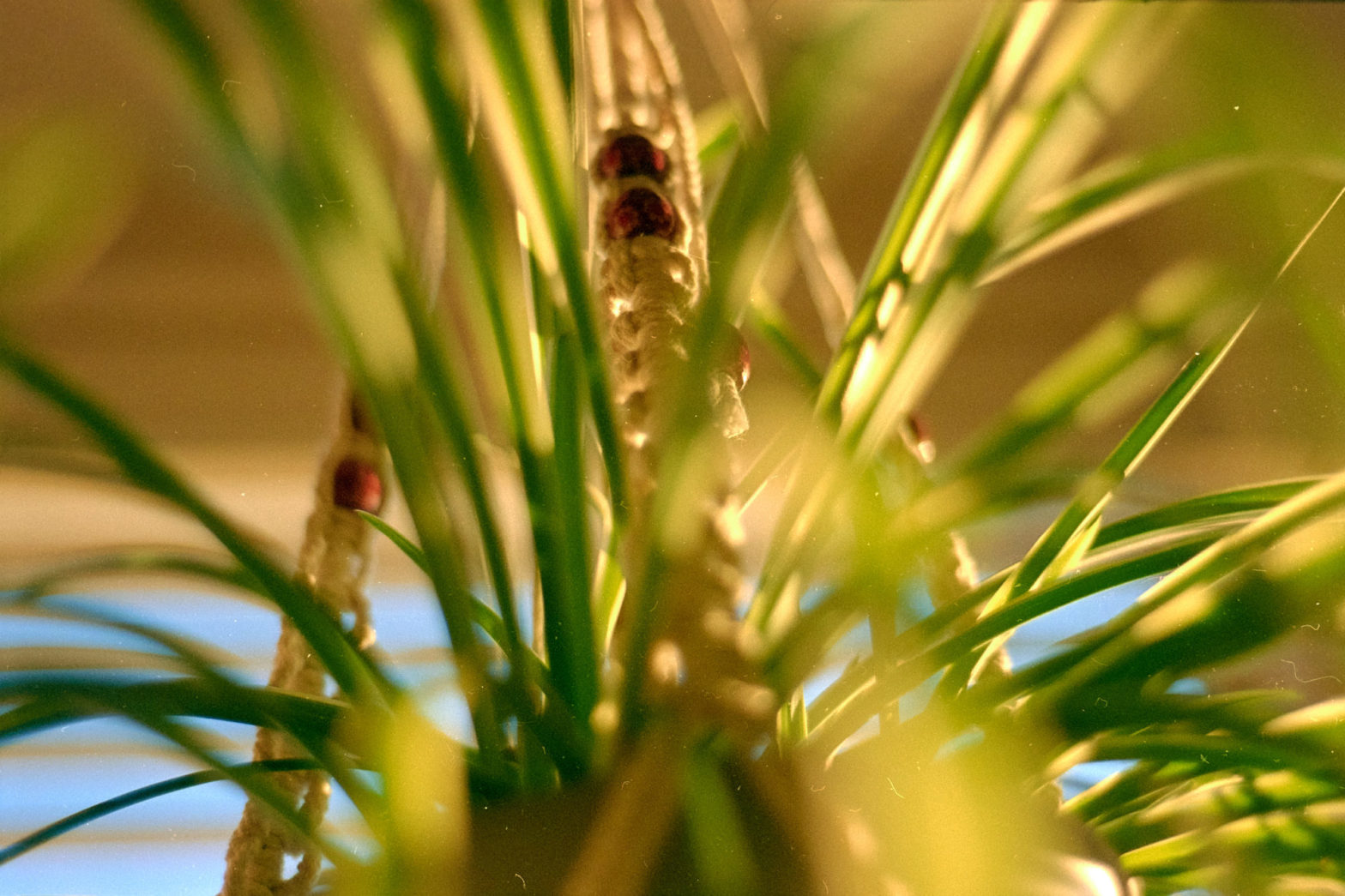 20220117-164941-pretty-sunset-random©JamesECockoft-1654