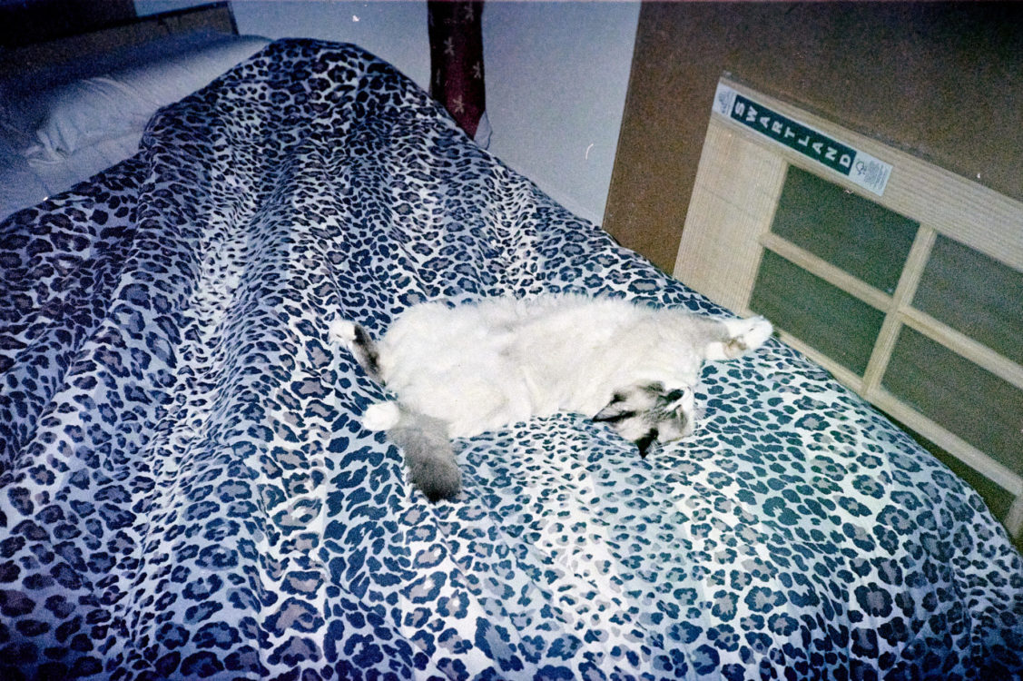 20220917-125620-Sure-Shot-Owl-found-roll-finishing©JamesECockoft-2427