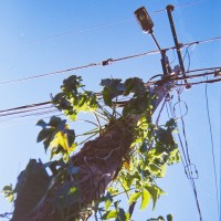 Costa Rica 143©JamesECockroft 20150228