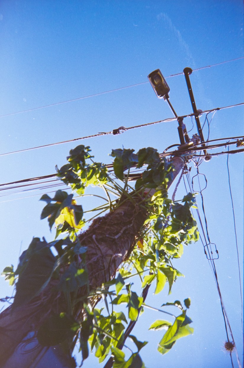 Costa Rica 143©JamesECockroft 20150228