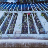 Costa Rica 144©JamesECockroft 20150228