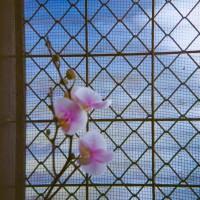 Costa Rica 1Orchids at Jardin Lankaster©JamesECockroft 20150228 2