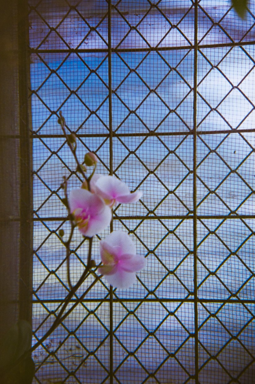 Costa Rica 1Orchids at Jardin Lankaster©JamesECockroft 20150228 2