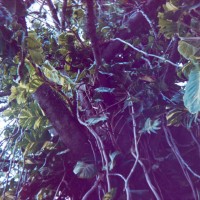 Costa Rica 3 ©JamesECockroft 2015030147