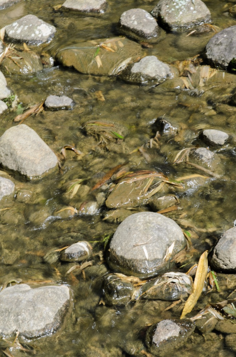 Costa Rica Trip 2015-D7000|185|©JamesECockroft-20150221