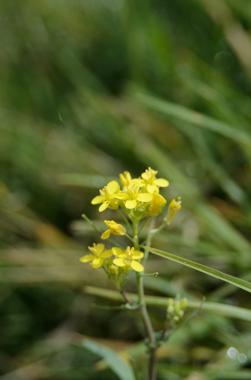 Costa Rica Trip 2015-D7000|57|©JamesECockroft-20150221