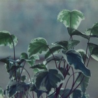 Houseplants 1©JamesECockroft 20150228