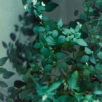 Houseplants 2©JamesECockroft 20150228