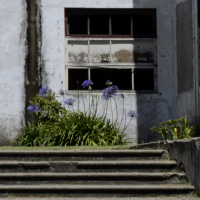 In Focus flowersCosta Rica Trip 2015 D7000136©JamesECockroft 20150221