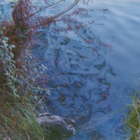 Kerrville Roll228©JamesECockroft 20141228