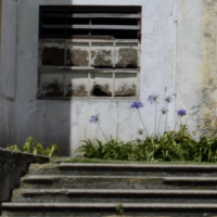 Not In Focus FlowersCosta Rica Trip 2015 D7000136©JamesECockroft 20150221